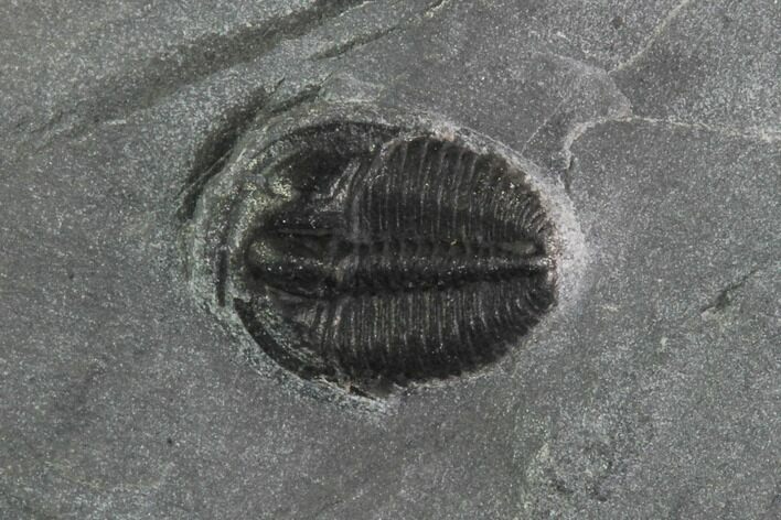 Bolaspidella Trilobite From Wheeler Shale, Utah #97195